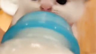 Cute cat feed