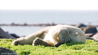 The beauty of animals