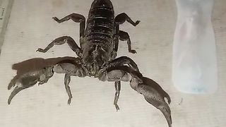 The Scorpion