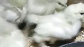 Feed the food