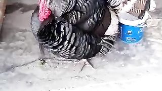 Ye konsa bird hay