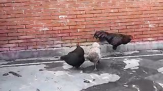 Red wall and black hens