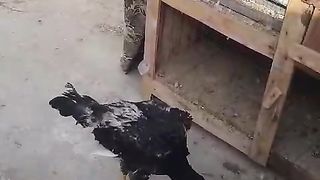This tall rooster