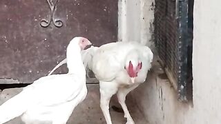 White pair