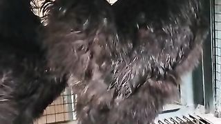 BlAck he