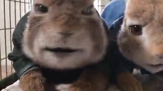 Rabbit movie