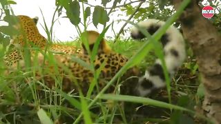 cool,the cub was taken by a leopard eagle and did something unexpected
