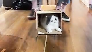 Funny cat