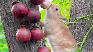 Charming Critter Ĥaven