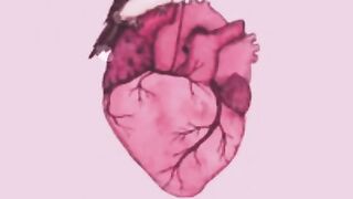 وتفقد الطير