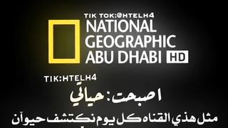 اليمن