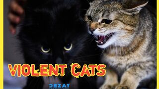 Angry cats