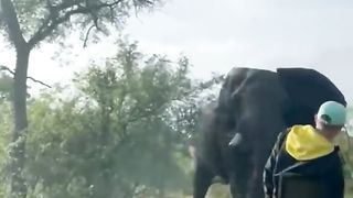 Angry Elephant Attack Eco-training Vehicle