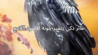 التعرف على مميزات طائر الغراب