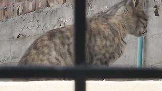 Cute cat????