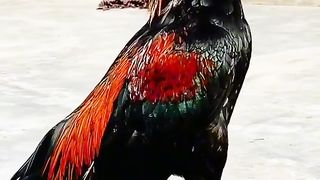 Hdvideoviral