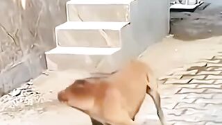 Dog funny ????
