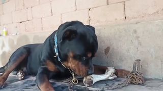 A feral and feral dog