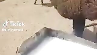 A sheep