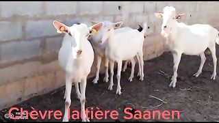 Chevre Saneen