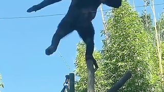 Spooky Forest 21 #Mystery #Wonders #Wildlife #Footage #Shorts