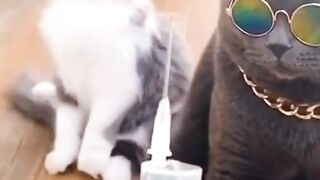 Funny cat Best funny video