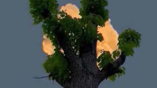 Amazing view of Tree with Moon