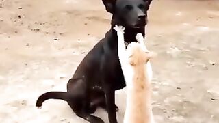 Entertainment and funny video for enjoying