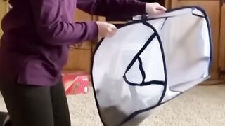 best funny cat viral clips