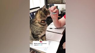 cat and dog