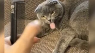 Catfunny|shortvideo