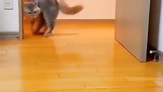 cute and crazy cats compilation