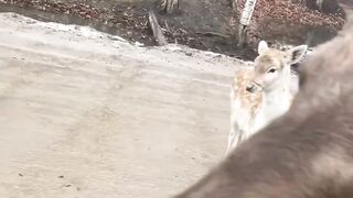 Wild deer #funny vodeos #funny animals