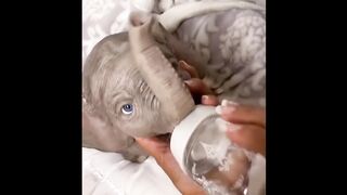 cute baby animal video compilation