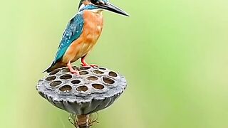 Birds Wildlife Videography ????????
