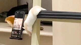Funny rat #funny videos #funny animals