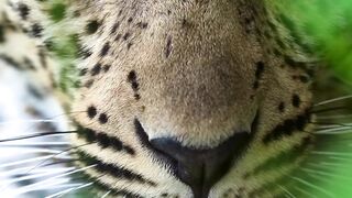 Wildlife Videography ???? ????