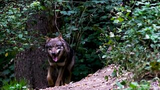 Dangerous Wolf Running Wildlife
