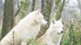 White Wolves