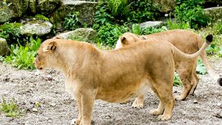 Female Lions Play