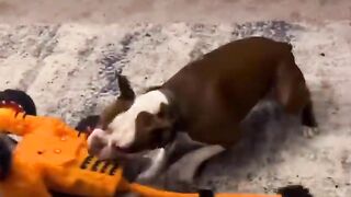 Incredibly hilarious #animal moments funny animals videos