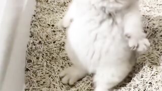 Adorable cats #shorts  ￼#kitten #cats #cute