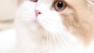 Feline Frenzy