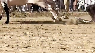 Bull race