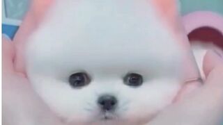 Dog cute funny moments