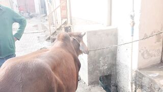 Qurbani eid ul adha