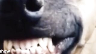 Funny dog
