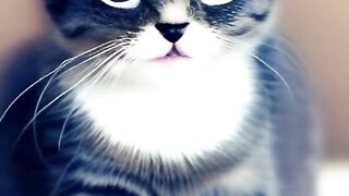 Beautiful cats