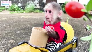 Beautiful Monkey Funny Entertainment Video 2023.
