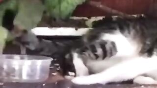 funniest animals video #funny vedio